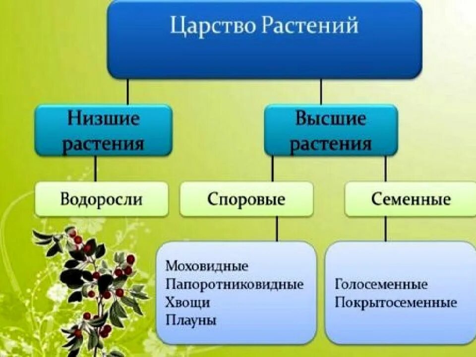 Как называется царство растений. Растения низшие и высшие схема. таблица высших и низших растений. низшие и высшие растения таблица. схема царство растений подцарство низшие растения.