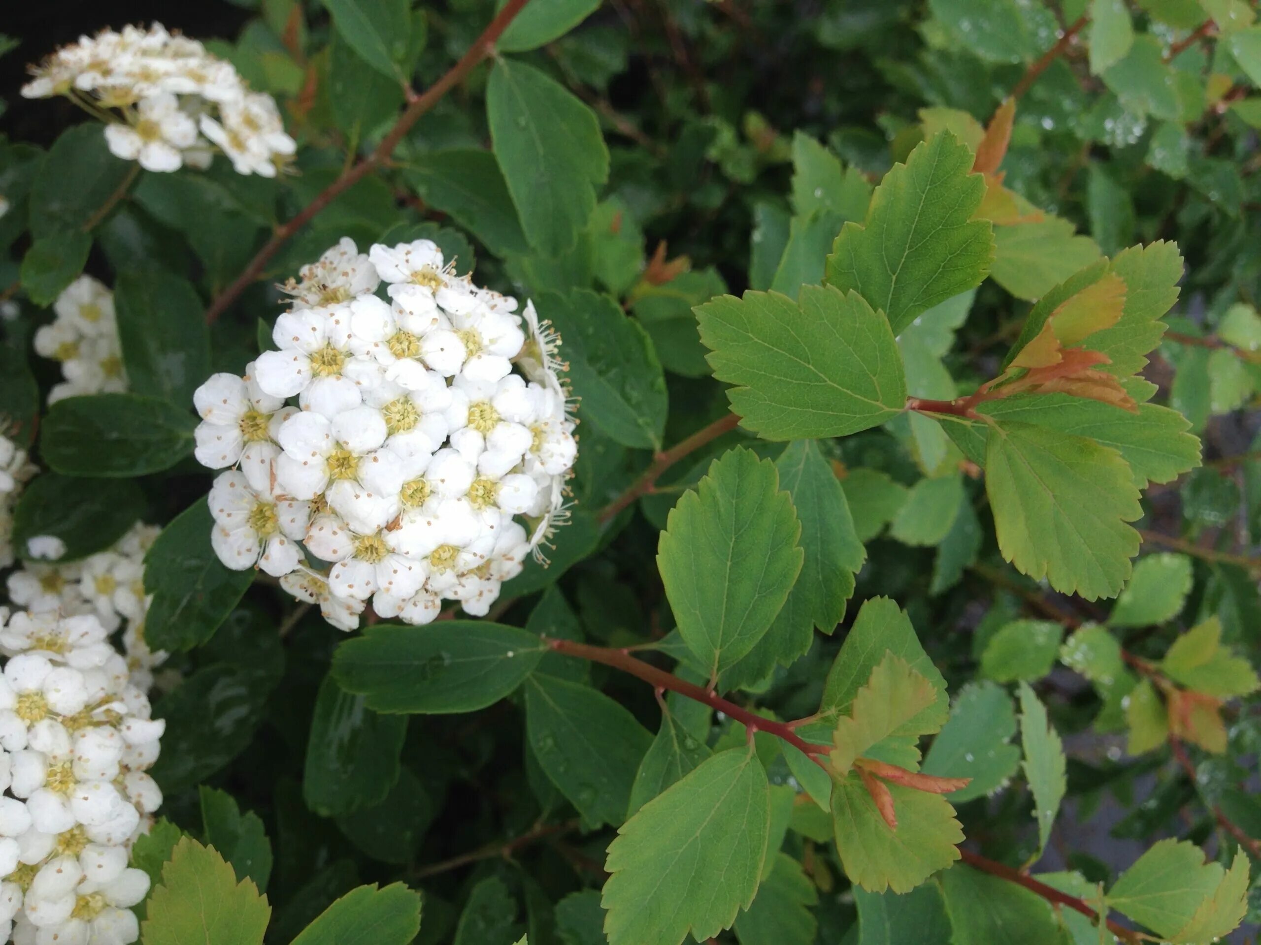 Спирея вангутта. Спирея вангутта (spiraea vanhouttei). спирея ван-гутта (spiraea vanhouttei). спирея японская вангутта.