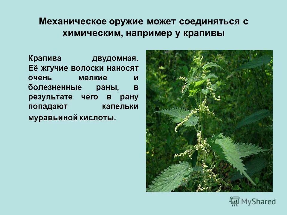 Возьми листьев крапивы. Возьми листьев крапивы