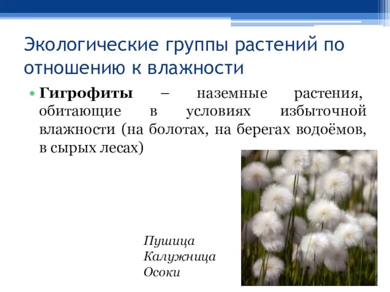 Природная группа. Растения по отношению к влаге. Группы растений по влажности. Экологические группы растений по отношению к влажности. Экологические группы растений по отношению к влаге.