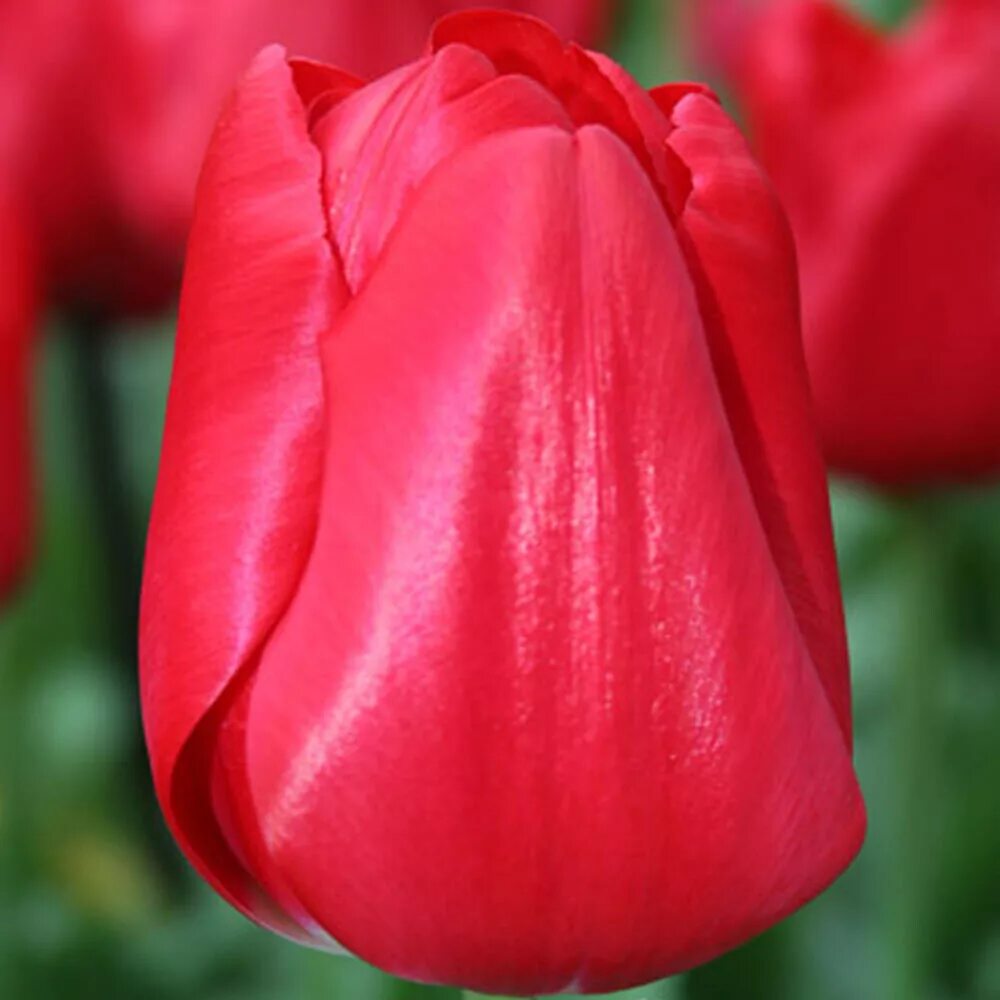 Тюльпаны сорта триумф. Тюльпан seadov. tulipa triumph seadov. тюльпан триумф седовseadov,. луковицы тюльпан seadov.