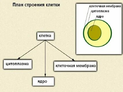 Общий план строения это