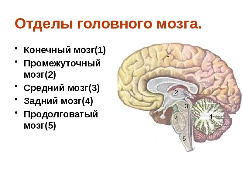 Отделы головного мозга продолговатый промежуточный мозг. Конечный мозг промежуточный мозг средний мозг. Продолговатый задний средний промежуточный конечный мозг. Промежуточный средний задний и продолговатый мозг функции. Задний отдел мозга включает