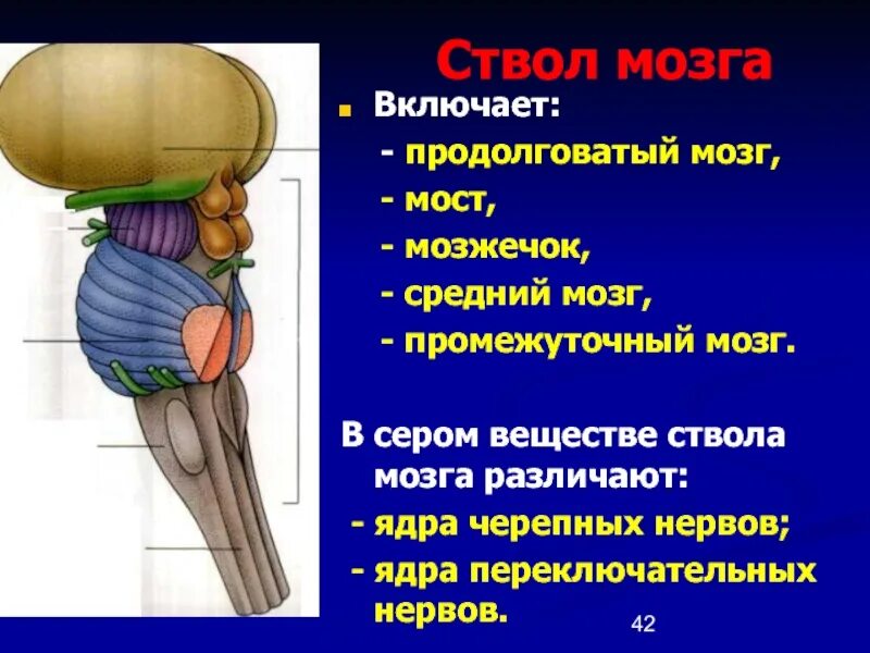 Структура и функции ствола мозга. Нижние отделы ствола мозга. Отделы ствола головного мозга ядра. Мозговой ствол. Мозг средний мозг ствол продолговатый мозг.