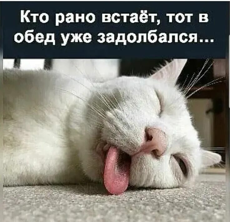 Кто рано встает тот. Приколы встала пораньше. Как рано вставать. Сова учитель в конце года. Как рано вставать.