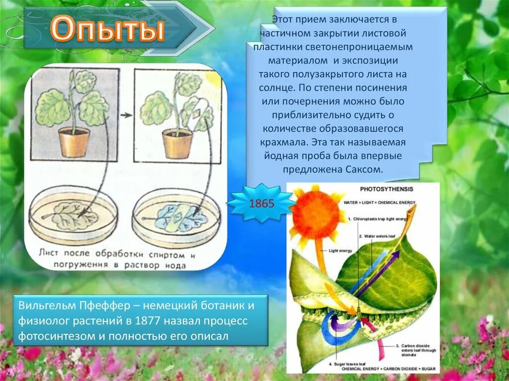 Какая ботаническая наука изучает процесс испарения. Опыт по биологии фотосинтез. Опыты по фотосинтезу. Опыт фотосинтез 6 класс по биологии. Опыты по фотосинтезу 6 класс.