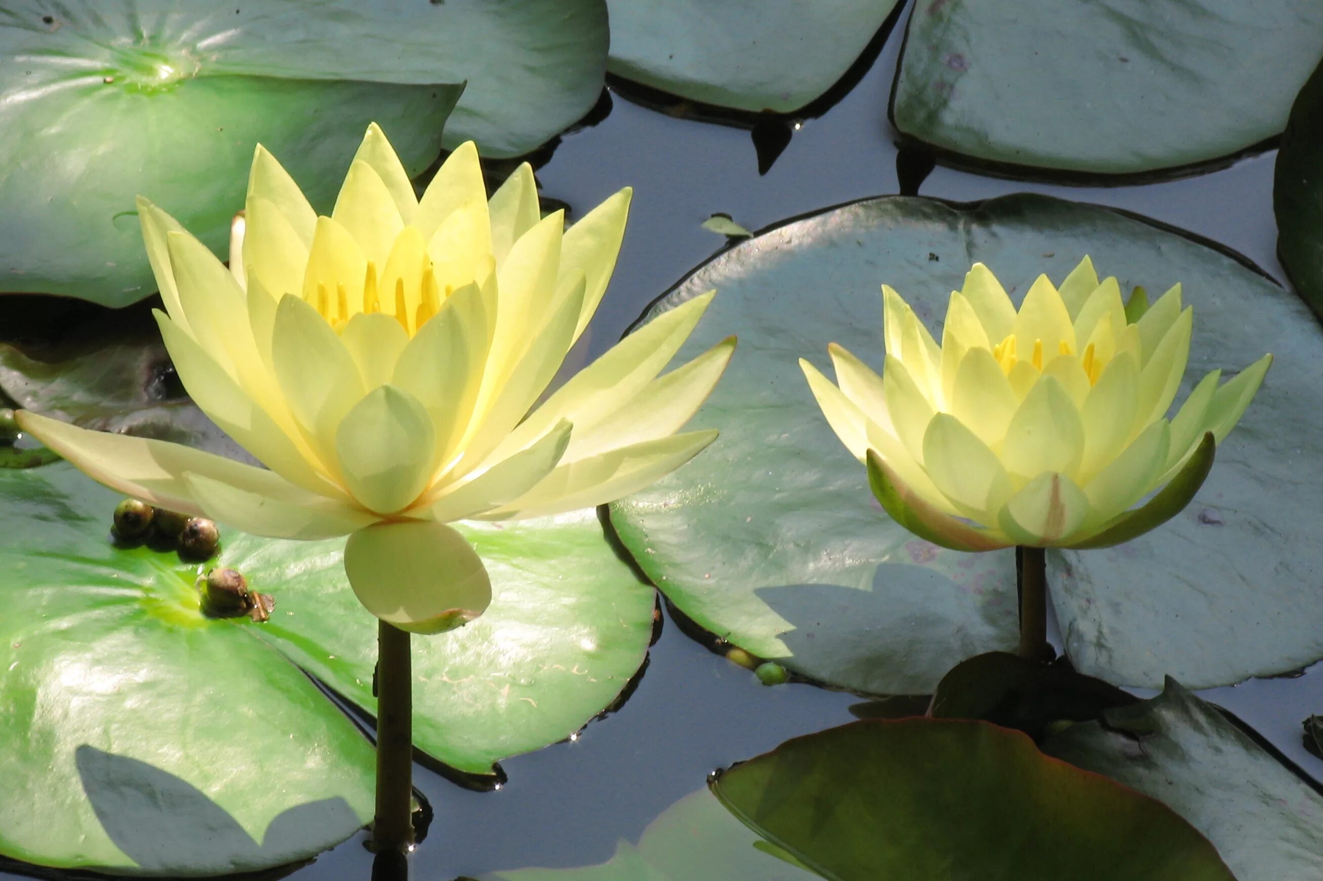 Нимфея Лотус Египет. Nymphaea Lotus Нильский Египетский Лотос. Нимфея odorata sulphurea. Лотос кувшинка кубышка. Лотосы на воде геншин