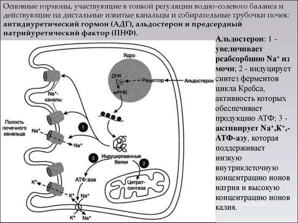 Механизм регуляции альдостерона. Схема регуляции секреции альдостерона. Схема синтеза кортизола биохимия. Схема действия гормонов альдостерона и АДГ на нефрон. Белковые канальцы