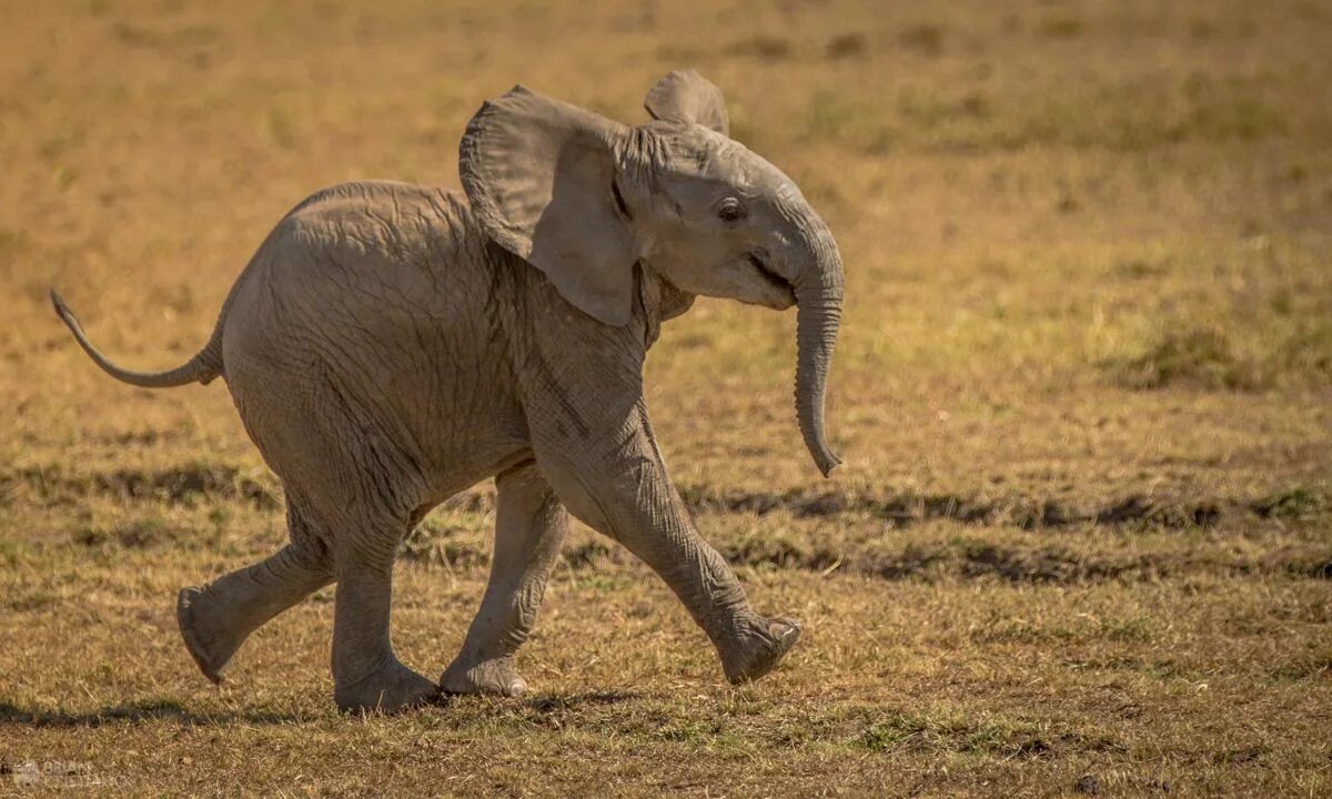 An elephant can run. Слон бежит. Слоненок бежит. Слоны бегут. Бег слона.