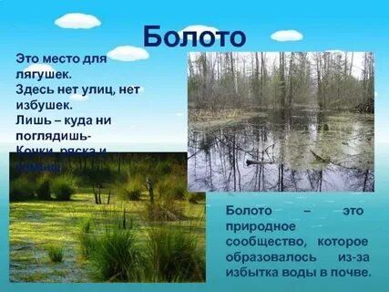 Болото это естественный или пресный водоем