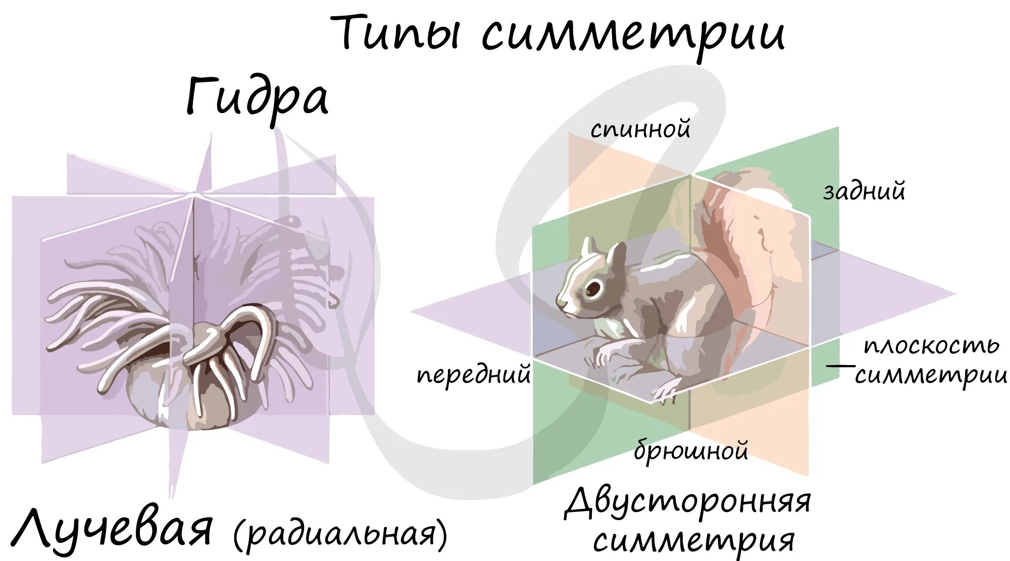 Типы симметрии животных 7 класс. Тип симметрии гидры. Лучевая симметрия гидры. Гидра симметрия тела. Радиальная симметрия гидры.