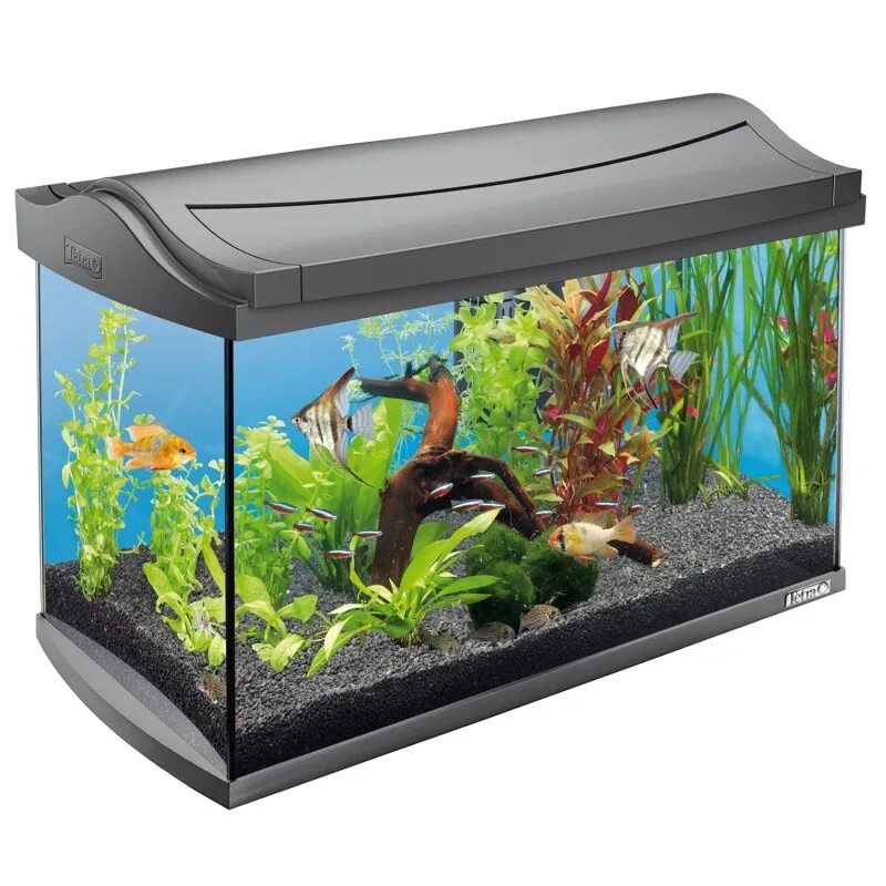 Tetra AQUAART аквариум 60л. Аквариум Tetra AQUAART 60l led Tropical. Tetra AQUAART discover line 60l. Tetra AQUAART 60. Купить рыбок в омске