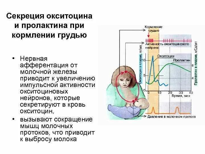 Пролактин молоко. Действие окситоцина и пролактина при грудном вскармливании. Рефлекс пролактина и окситоцина. Секреция окситоцина. Регуляция выработки окситоцина.