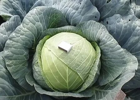 Капуста продам
