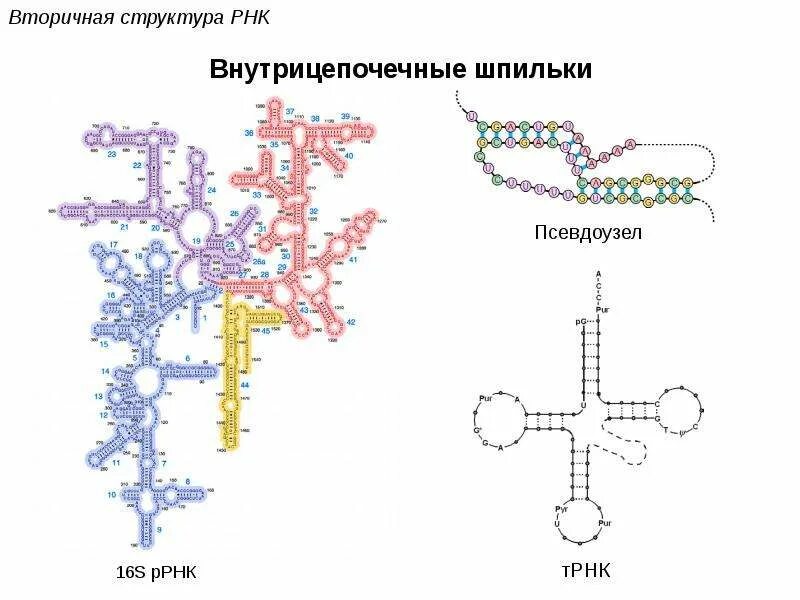 Элементы вторичной структуры РНК. Вторичная структура рибосомальной РНК. Строение биополимера РНК. 16 S рибосомная РНК.