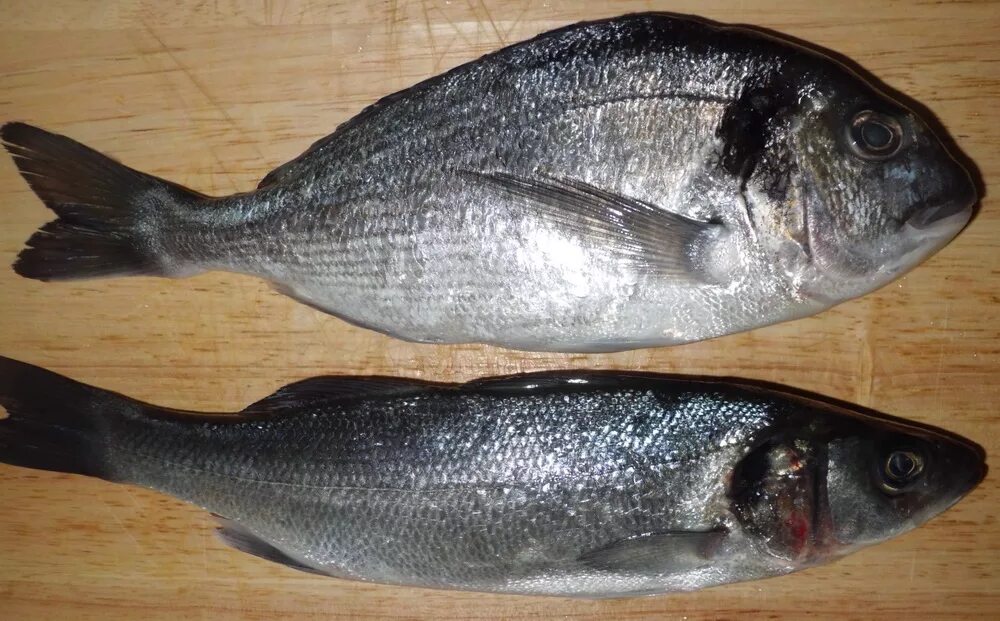 дорадо сибас палтус. креветочная рыба дорадо. рыбка золотистая сибас. черноморский сибас рыба. сибас.