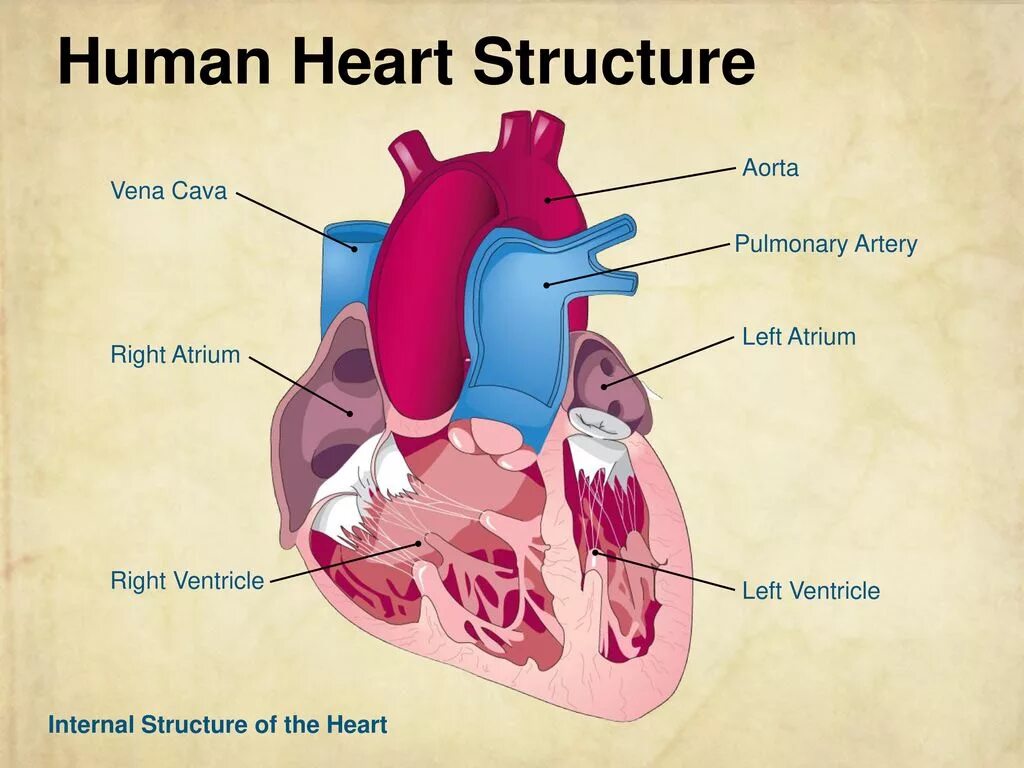 Строение сердца на английском. Heart structure. Строение сердца человека. Сердце человека строение на английском. Ve s heart