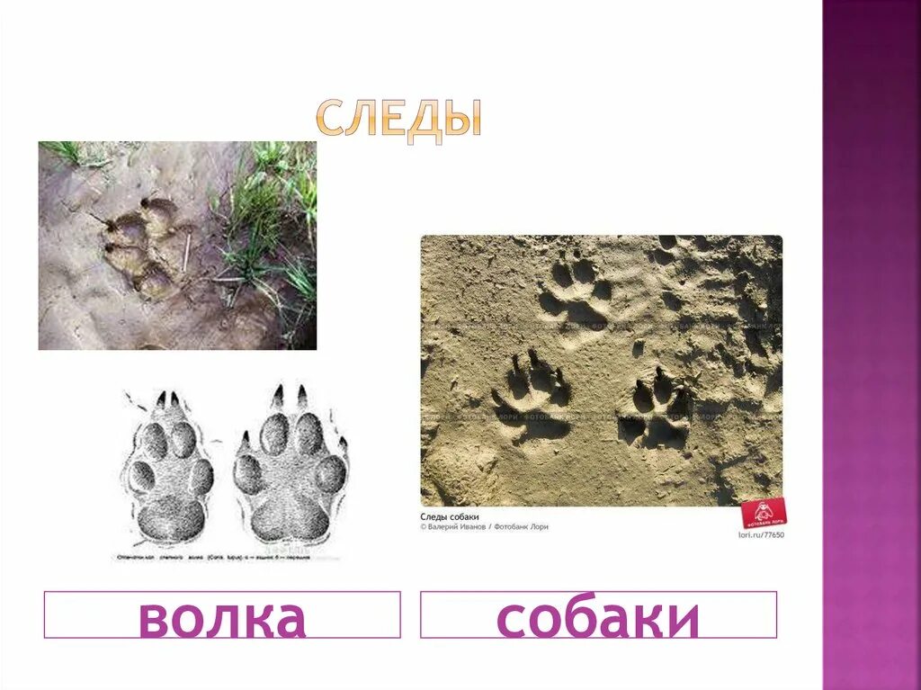 Как отличить следы. След волка и собаки. Отличие следа волка от собаки. Отличич следа волка от собаки. Как отличить след волка от собаки.