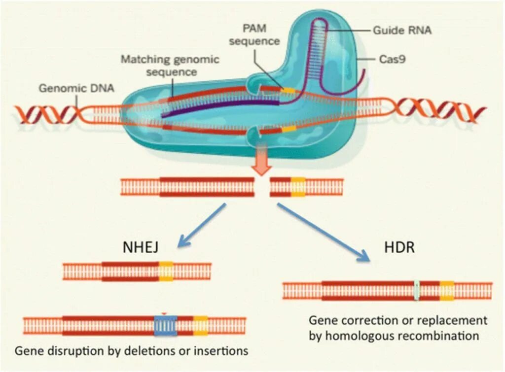CRISPR cas9 технология. Редактирование генома с CRISPR/cas9. CRISPR cas9 аппаратура. CRISPR cas9 в практике.