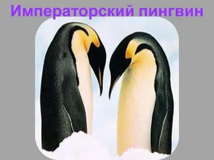 Императорский пингвин красная книга
