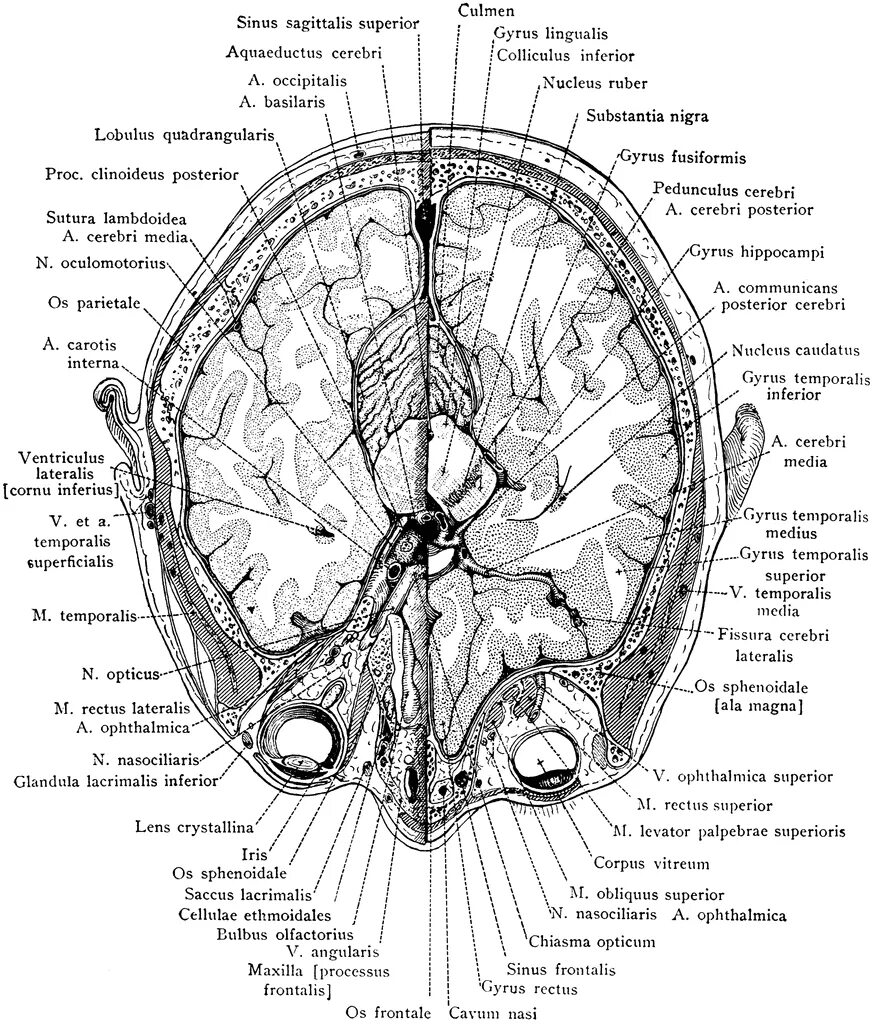 Sinus sagittalis superior. Сагиттальный синус. sinus sagittalis inferior. боковые лакуны верхнего сагиттального синуса.