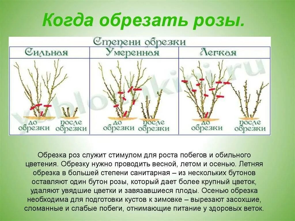 Обрезка плетистой розы весной. Обрезка чайно-гибридных роз летом. Обрезка роз осенью на зиму. Обрезка плетистых роз весной. Когда раскрывать розы после зимы