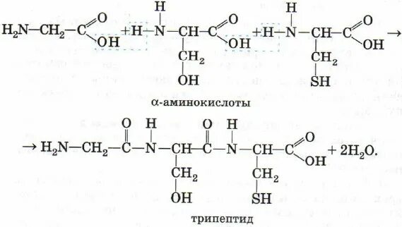 Реакция образования трипептида. Трипептид получение из аминокислот. получение трипептида из аминоуксусной кислоты. схема реакции образования трипептида из аминоуксусной кислоты.