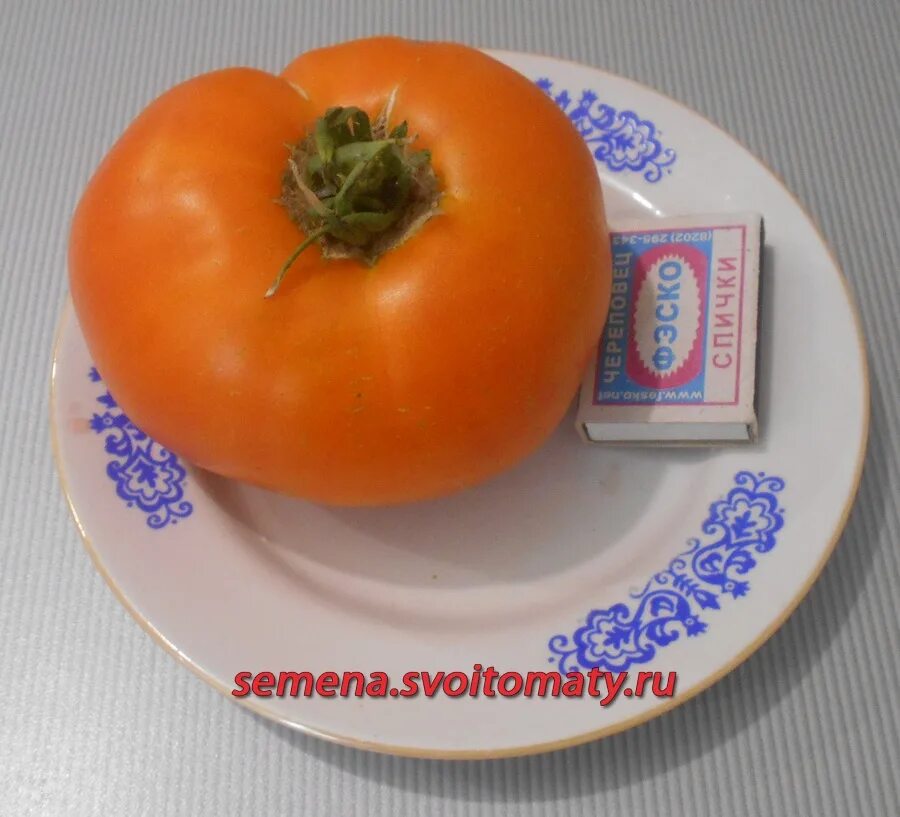 Сорт помидор саратовские. Томат череповец. Томат череповец. Томат череповец описание. Семена томатов фото.