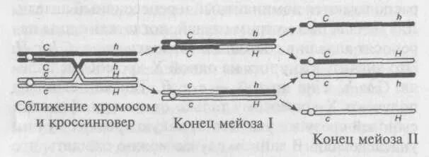 Задача без кроссинговера. Частота кроссинговера зависит от. одинарный и двойной кроссинговер. механизм кроссинговера. одноточечный кроссинговер.