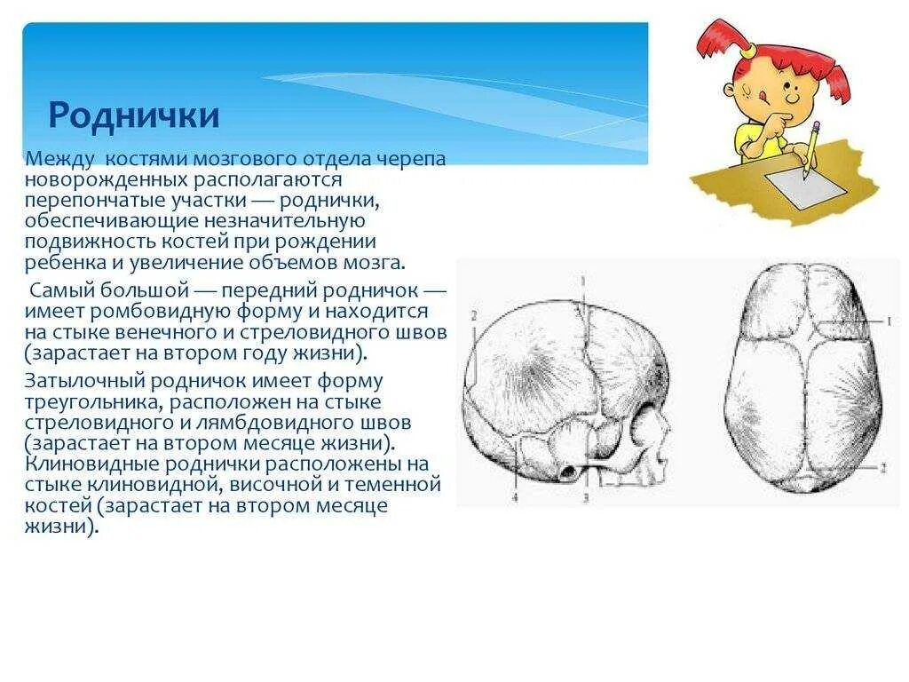 Родничок у детей когда закрывается норма. Малый родничок у новорожденных расположен между костями. малый родничок и большой родничок. череп новорожденного большой и малый родничок. родничок у новорожденных норма закрытия.