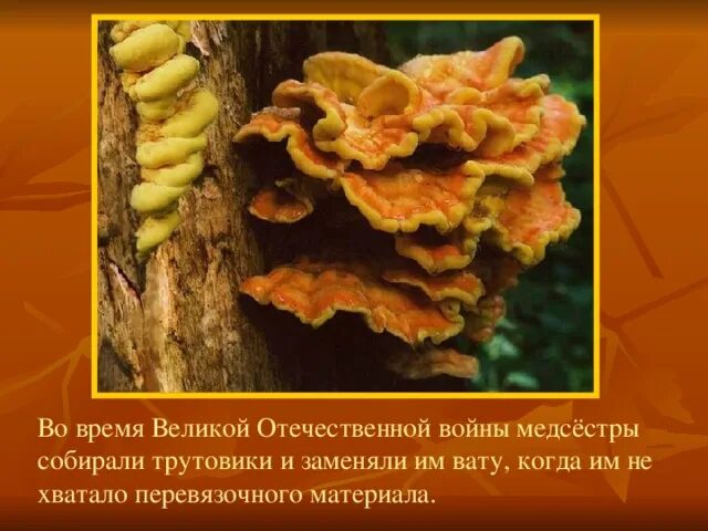 Трутовики трутовики. Гриб трутовик съедобный. Трутовик гриб несъедобный. Трутовик лакированный особенности строения. Какой вред наносят деревьям грибы трутовики.