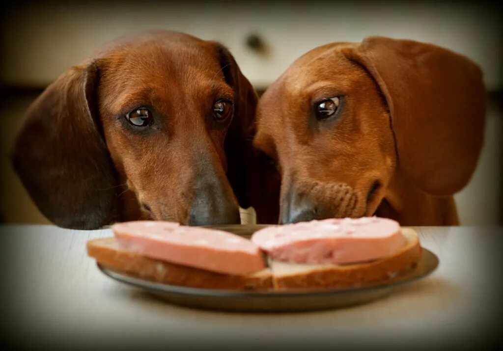 Такса собака. Колбаса для собак. Собака ест колбасу. Собака делится едой. Можно ли собаке давать хлеб