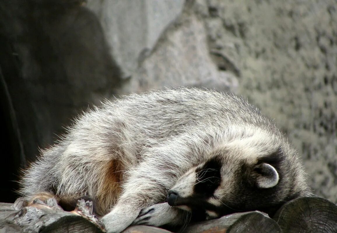 Спящий енот. Енот полоскун и медведь. Енот-полоскун. Спящий енот. Спящие еноты.