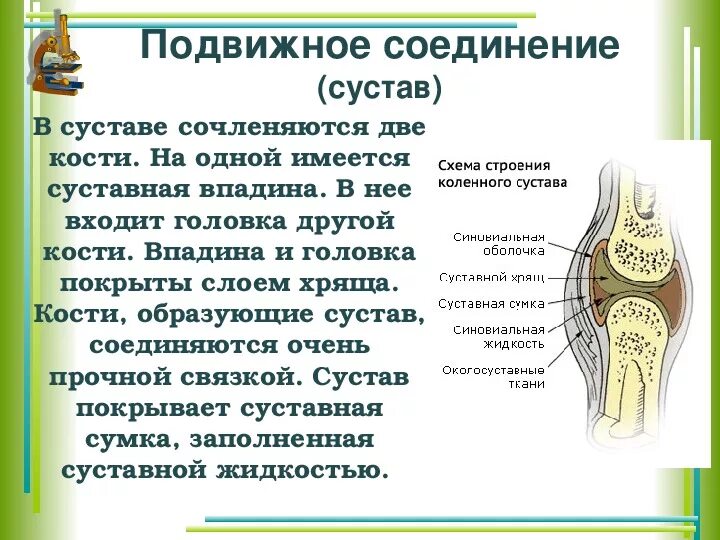 Подвижное соединение костей суставы. Биология 8 кл.соединение костей. Соединение костей 8 класс биология. Соединение костей строение сустава. Подвижное соединение костей.