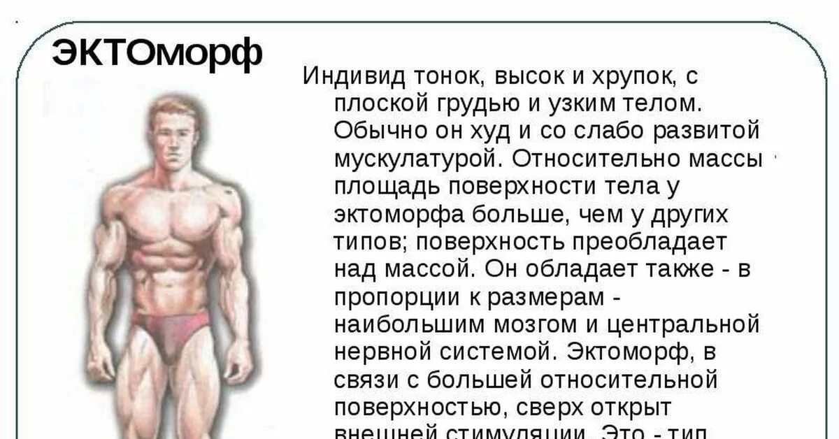 Кто такой эктоморф и мезоморф. Конституции тела человека эктоморф. Тип телосложения эктоморф. Типы сложения эктоморф. Строение человека эктоморф мезоморф.