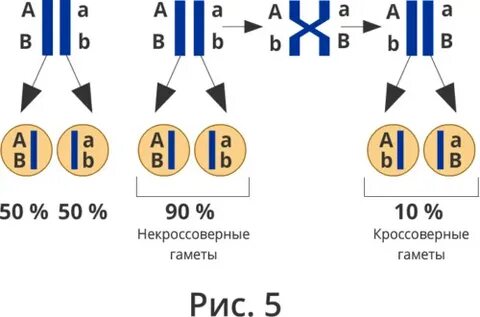 Кроссоверные гены