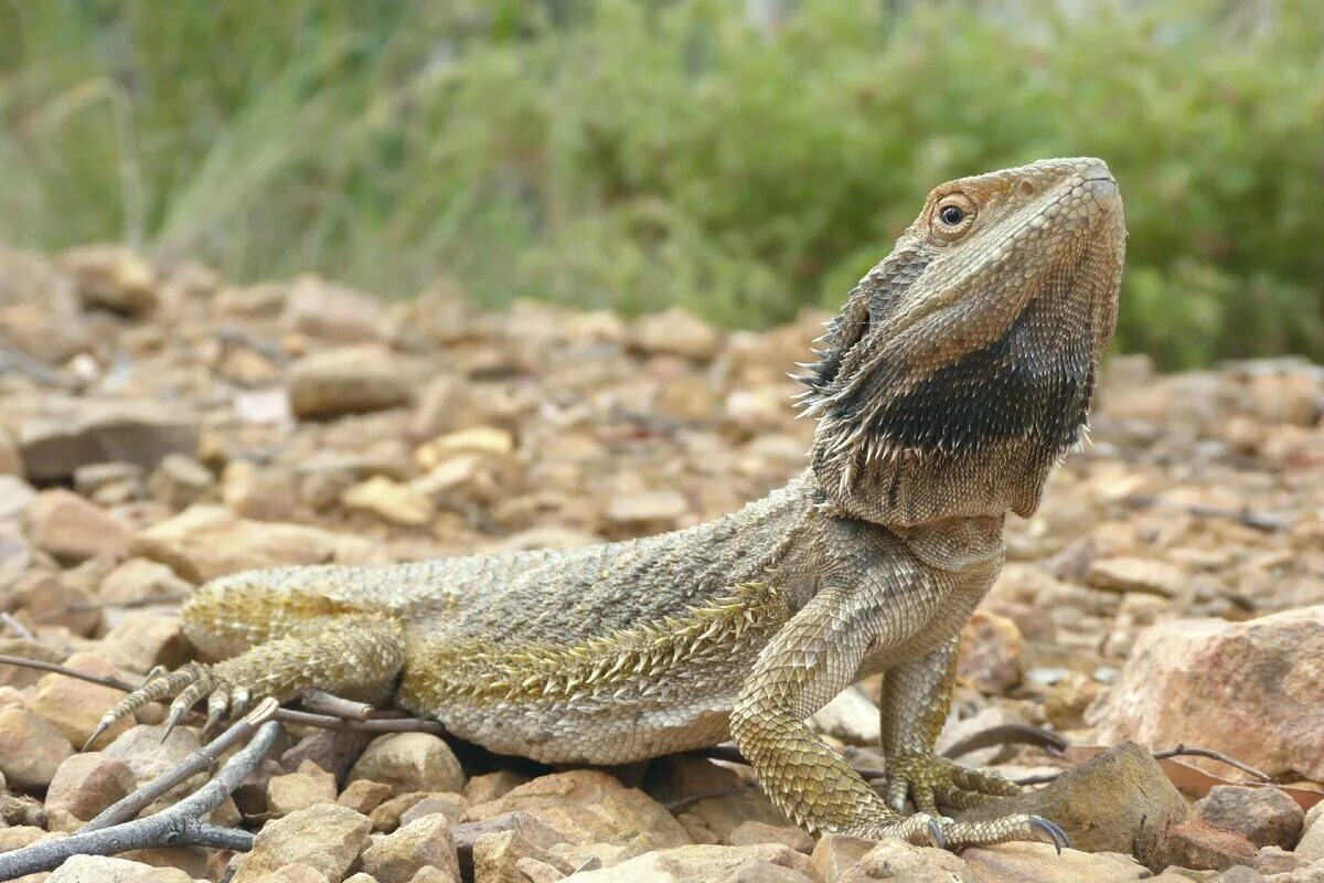 Австралийская агама ящерица. Бородатая агама дракон. Pogona vitticeps бородатая агама.