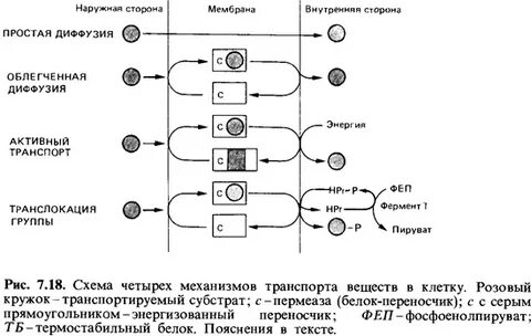 Механизмы транспорта веществ в бактериальную клетку