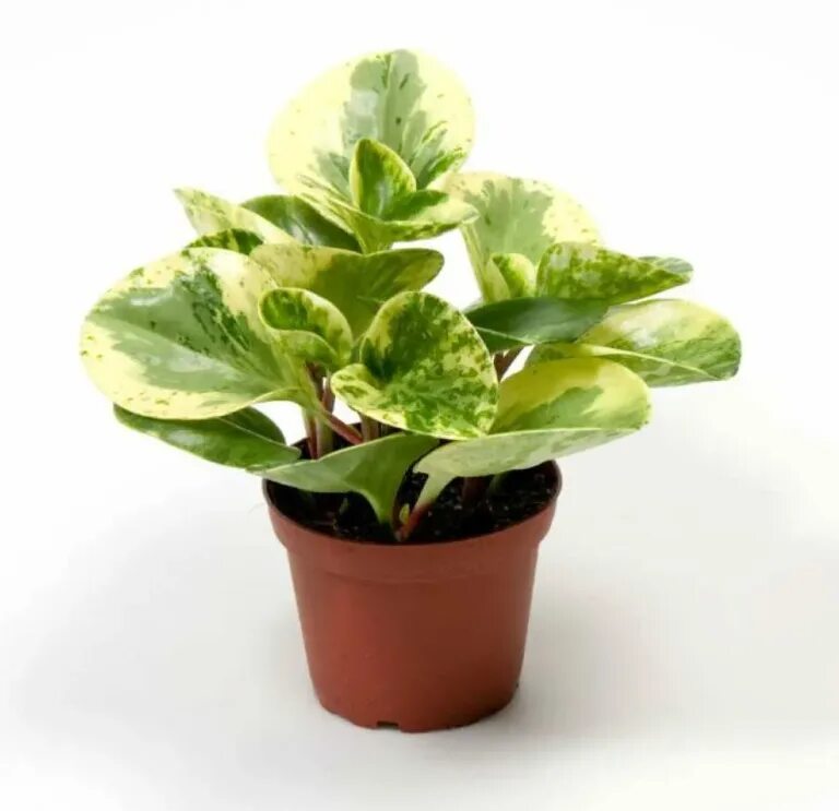Пеперомия вариегата. Пеперомия вариегатная. пеперомия obtusifolia variegata. пеперомия грин. пеперомия туполистная variegata.