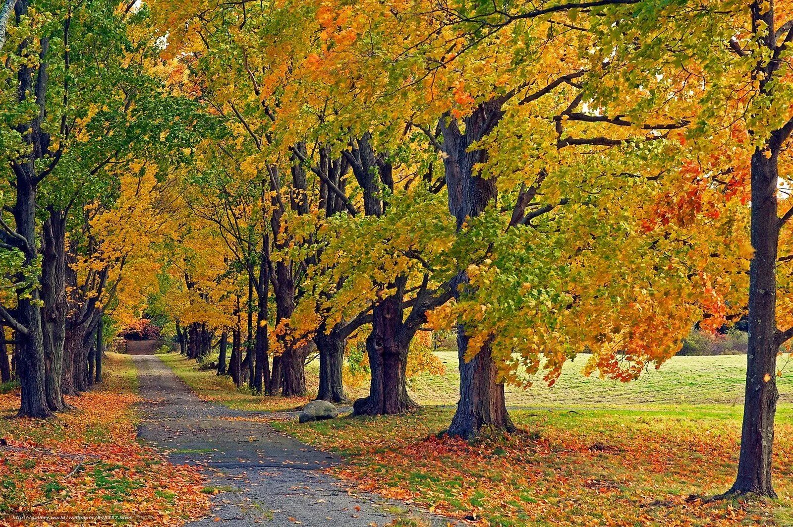 Липа мелколистная осенью листья. Деревья ранней осенью. Осень в саду. Ранняя осень. Ранняя осень.