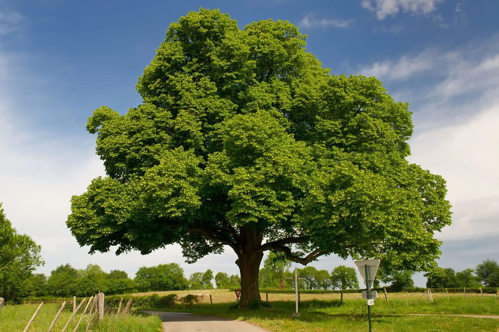 Mvn tree