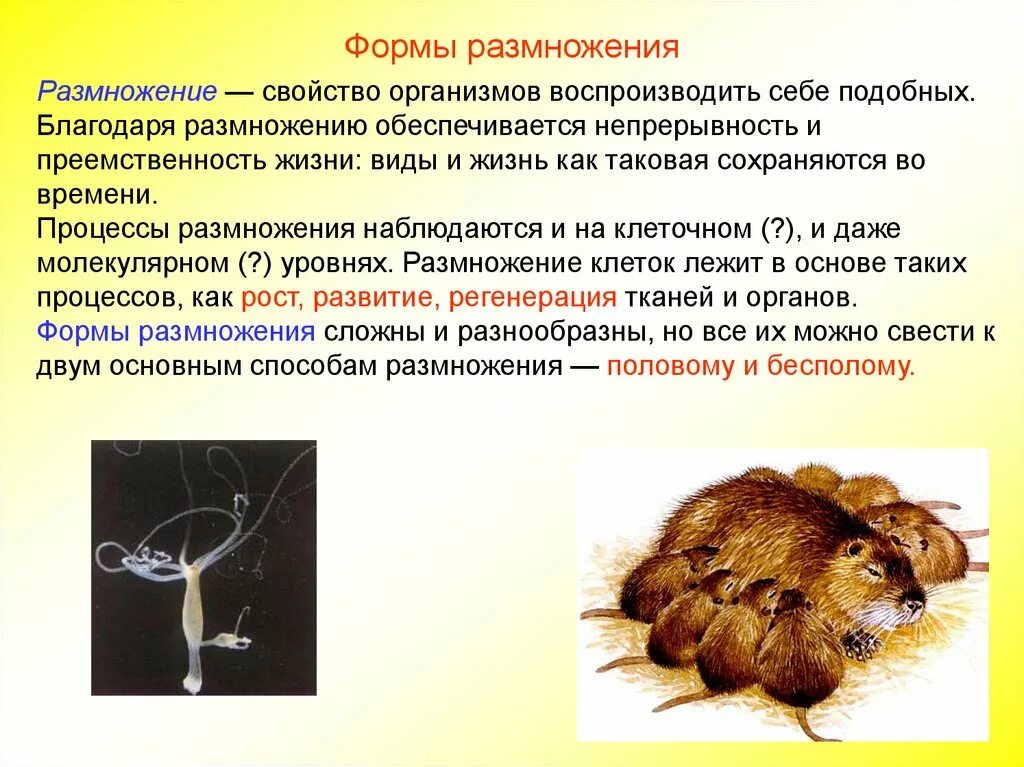 Формы размножения. Свойства размножения. Размножение свойство живых организмов. Формы размножения организмов. Как часто размножаются