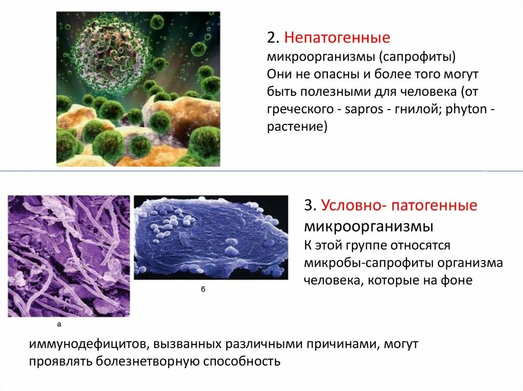 Микроорганизмы вызывающие заболевания называются. Микроорганизмы микробиология патогенные микробы. Патогенные условно патогенные и непатогенные микроорганизмы. Патогенность бактерий. Не патогенные микроорганизмы это.