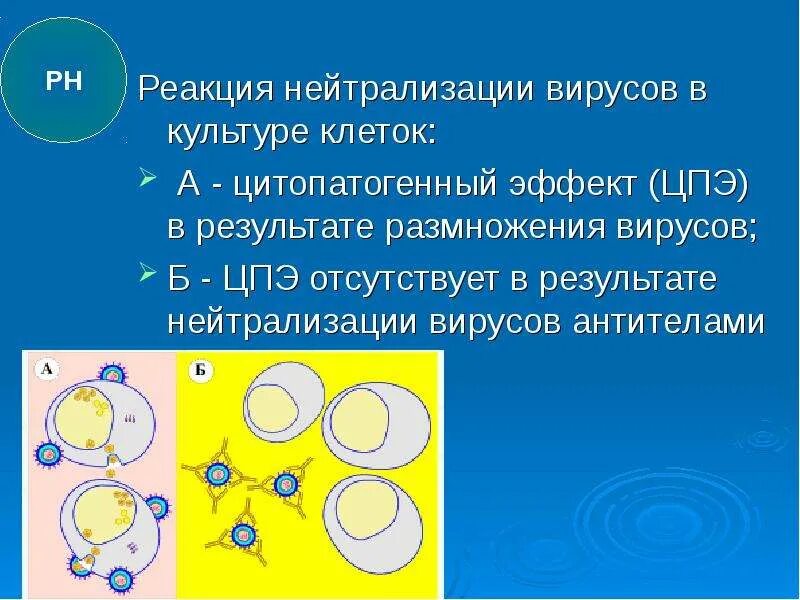 Результат реакции нейтрализации. Реакция нейтрализации вирусов. реакция нейтрализации вирусов в культуре клеток. реакция нейтрализации вирусов микробиология. реакция нейтрализации на культуре клеток.