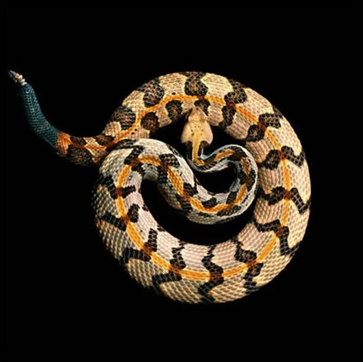 Ten of the Worlds Most Amazing and Unusual Snakes Snake, Rare animals, Reptiles