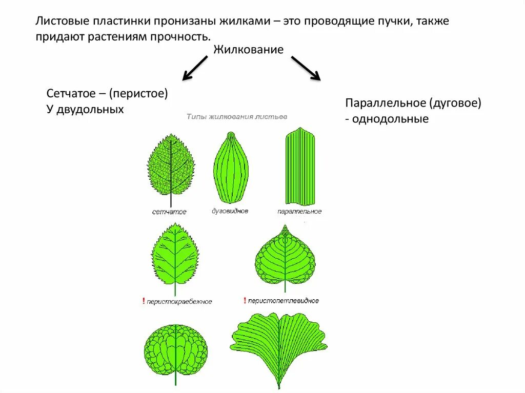 Параллельное тип листа. Параллельное тип листа