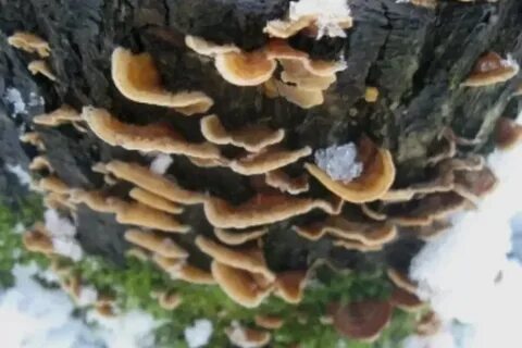 На яблони появились грибы что делать