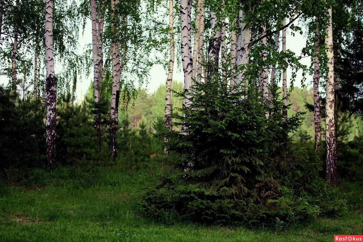 Хвойно березовый. Березово Сосновый лес. Смешанный лес ель береза. Елово-березовый осиновый лес. Березово Ольховый лес.