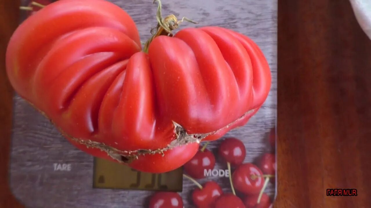 Томат сорт абруццо описание. Томат кинг конг. томат морозко. помидор мучачос.