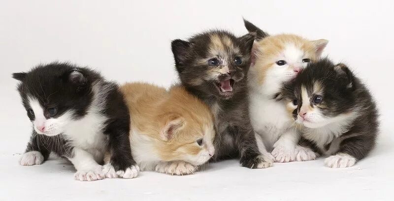 Много котят. Котята 5 штук. Котята в киржаче. Включи котята 5. Пять кошечек.